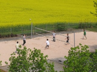 Volleyball vor Rapsfeld